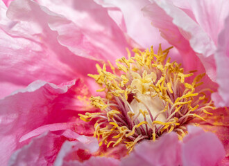 close up of pink flower