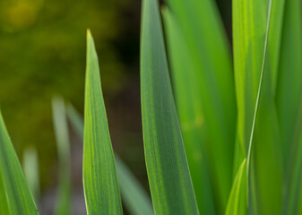 green grass background