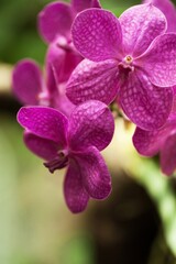 Purple Vanda Orchids
