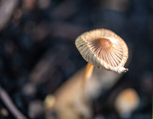 close up of mushroom