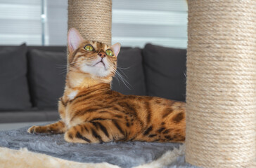 The cat looks at the top of the scratching post.