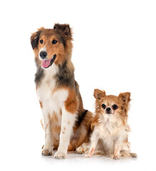 Shetland Sheepdog and chihuahua