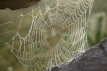 Beautiful spiderweb with dew between wooden planks outdoors, closeup