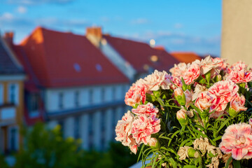 Front garden on the veranda. Flowers in pots with a city on the background