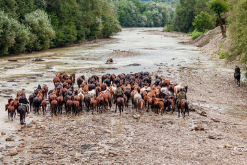 Shepherds drive a herd of horses along a mountain river