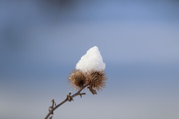 snow covered branches