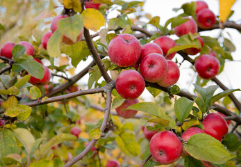 Red apples on a branch grow outdoors
