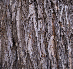 Tree bark close-up. Natural background