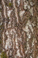 The texture of birch bark in vertical close-up