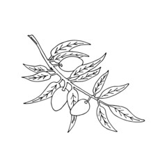 Hand-drawn olive branch. Olive branch with leaves and olives in doodle style. Sketch of decorative olives. The outline of a grass leaf. Vector image isolated on a white background.