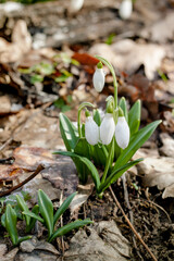 Early delicate snowdrop flowers in spring forest