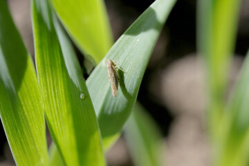 Leafhopper Psammotettix alienus from the family Cicadellidae. It is important pests and vectors of disease - WDV.