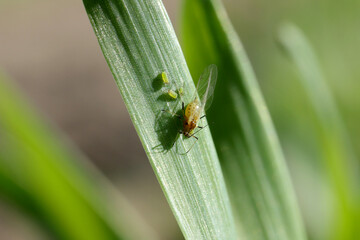 Aphids (winged and wingless) colony on winter cereals in autumn. Important pests and disease...