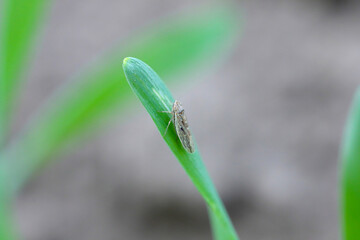 Leafhopper Psammotettix alienus from the family Cicadellidae. It is important pests and vectors of disease - WDV.