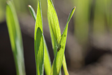 Aphids (winged and wingless) colony on winter cereals in autumn. Important pests and disease vectors (BYDV) - causing by viruses .