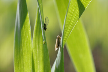 Aphids (winged and wingless) colony and leafhopper - Psammotettix alienus on winter cereals in...