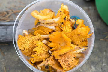 Chanterelles. Mushrooms. Red mushrooms. Orange mushrooms. Yellow mushrooms.
