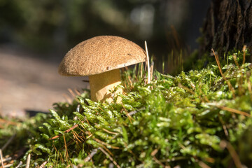 Boletus mushrooms. Edible mushrooms. Forest harvest. Mosswheel.