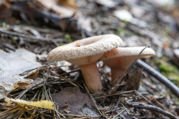 Wave mushrooms. Edible mushrooms for pickling.