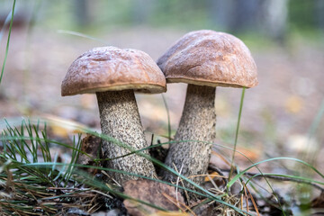 Mushrooms. Aspen mushrooms. Boletus mushrooms. Red mushrooms. Brown mushroom. Mushroom on a leg. Edible mushroom. Forest mushroom close-up. Focus selected.