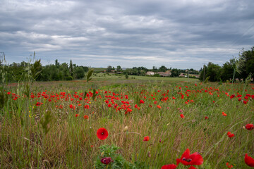 Field with red poppies in front of grey cloudy sky
