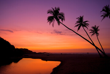 India, Silhouettes of palms against sky at sunset