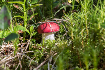 Russula mushrooms. Eaten mushrooms. Forest harvest.