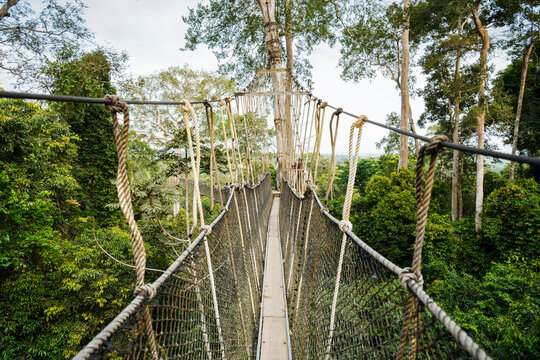 Ghana, Canopy walkway through tropical rainforest in Kakum National Park