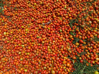 a collection of tomatoes that are dried during the day
