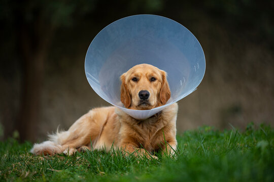Spain, Mallorca, Golden retriever wearing protective collar lying on grass