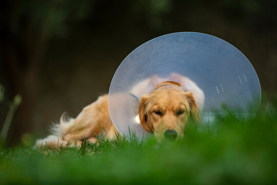 Spain, Mallorca, Golden retriever wearing protective collar lying on grass