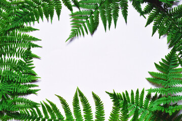Fototapeta na wymiar Fern branches on white background with copy space for text.