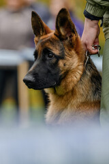 portrait of a german shepherd puppy next to the owner
