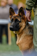 portrait of a german shepherd puppy next to the owner