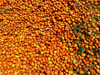 a collection of tomatoes that are dried during the day