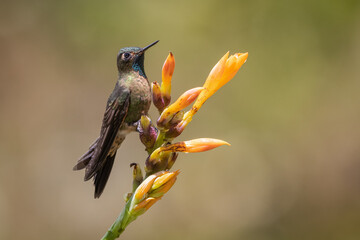 Tyrian Metaltail hummingbird perched on tropical flower