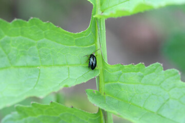 Cabbage Stem Flea Beetle (Psylliodes chrysocephala) on radish leaves. It is an important pest of...