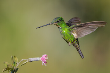 Fototapeta na wymiar Buff-winged Starfrontlet hummingbird in flight foraging on a tropical flower