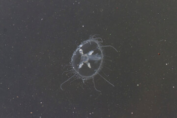 Fresh-water invasive Jellyfisch Craspedacusta sowerbyi swimming