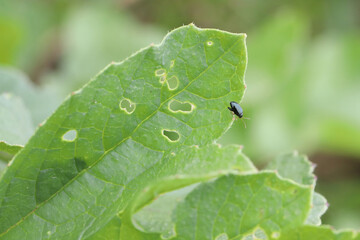 Cabbage Stem Flea Beetle (Psylliodes chrysocephala) on radish leaves. It is an important pest of the cruciferous plants 