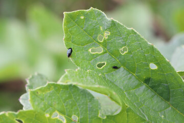 Cabbage Stem Flea Beetle (Psylliodes chrysocephala) on radish leaves. It is an important pest of...
