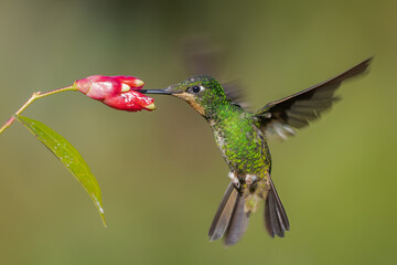 Buff-winged Starfrontlet hummingbird in flight foraging on a tropical flower