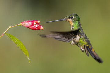 Buff-winged Starfrontlet hummingbird in flight foraging on a tropical flower