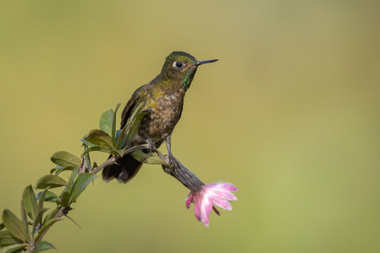 Tyrian Metaltail hummingbird perched on tropical flower
