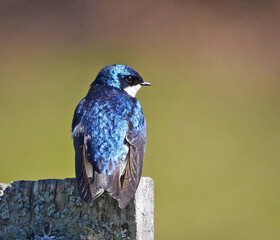Tree swallow on a fence