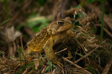Mr. Toad
