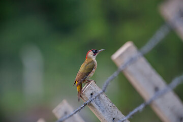 European Green Woodpecker (Picus) perched on a concrete fence post