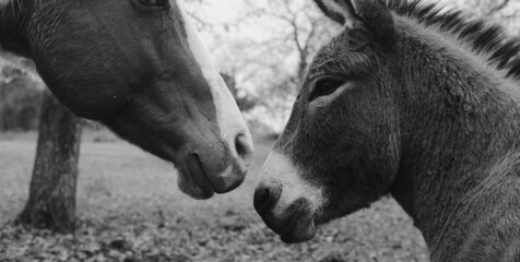 Fototapeta premium Mini donkey with mare horse close up being curious.