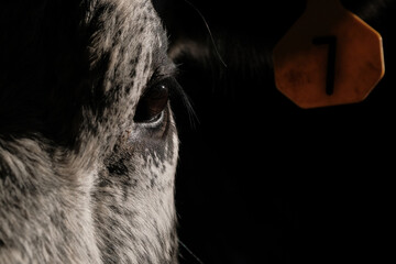 Vision of young cow shows calf eye closeup on black background.