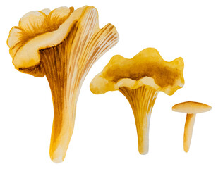 Watercolor autumn illustration, clipart, mushrooms